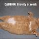 Illustration for article titled Gravity : random thoughts, only one cat picture